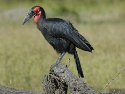 Seronera_and_Lobo2003-031